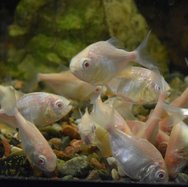 Live Albino Pacu (2.5" Juvenile Freshwater Aquarium Fish) PLS READ DESCR 5