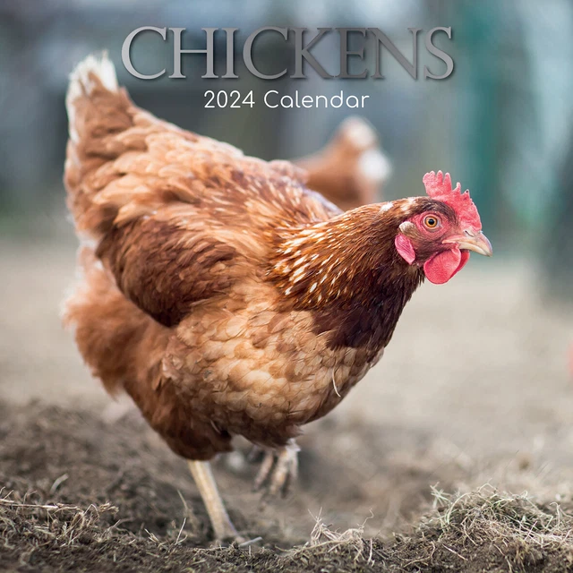 CHICKENS 2024 Square Wall Calendar Pets Animals 16 Months Premium