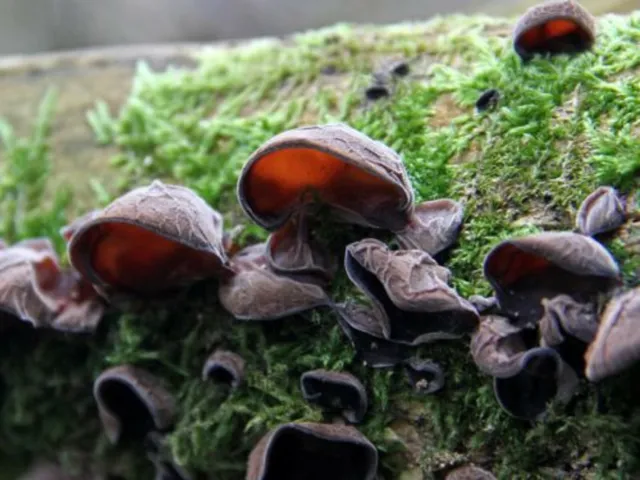 Mycélium de Champignon Noir - Kit de culture Champignons  - grow mushrooms kit 2
