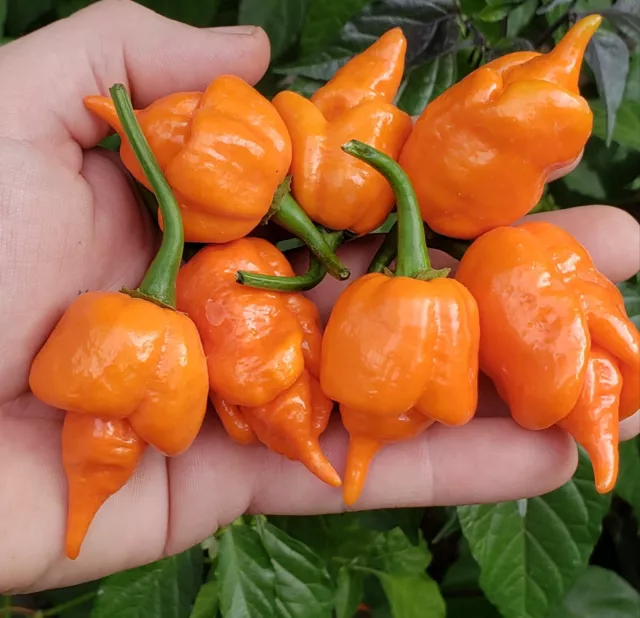 Orange Longtail Scorpion Super Hot Pepper Seeds! Organic Unique Spicy -Tracking-