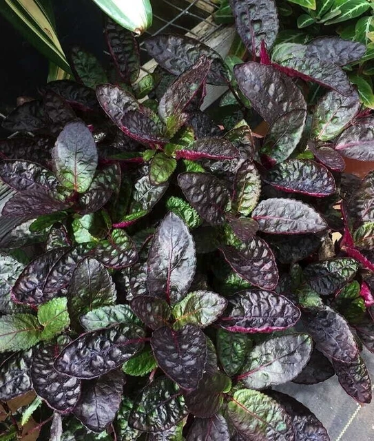 Hemis Colorata POLLY PURPLE WAFFLE Plant | Hemigraphis Colorata | Exotic Terrarium ...