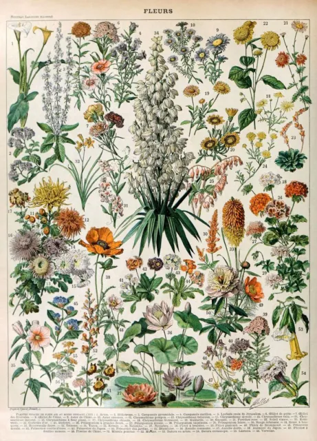 Adolphe Millot Vintage Flower Print, Fleurs Botanical Wall Art Print Poster