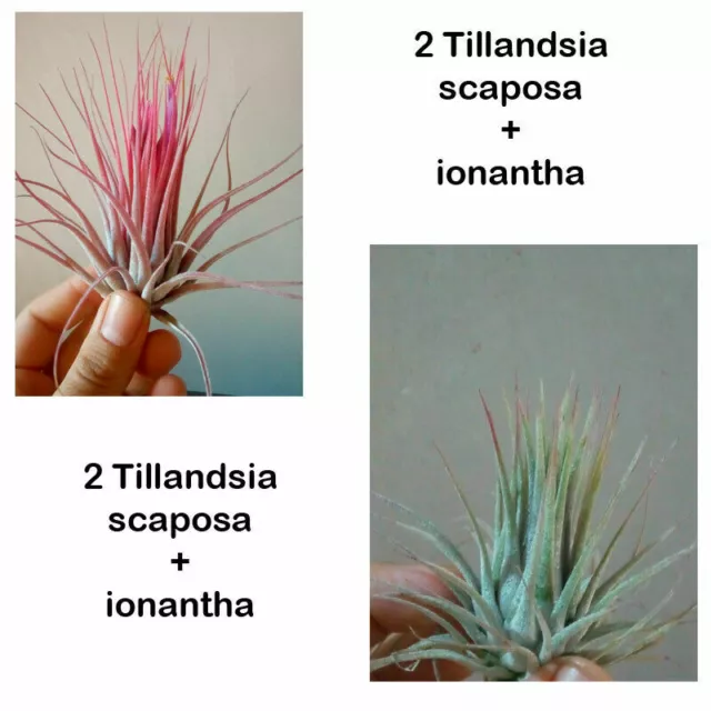 Lote 2 Tillandsia ionantha y scaposa plantas colección CLAVEL DE AIRE 8 cm