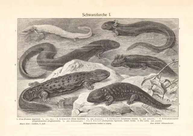 Schwanzlurche I. - II. historischer Druck Holzstich ca. 1907 Bildtafel Zoologie