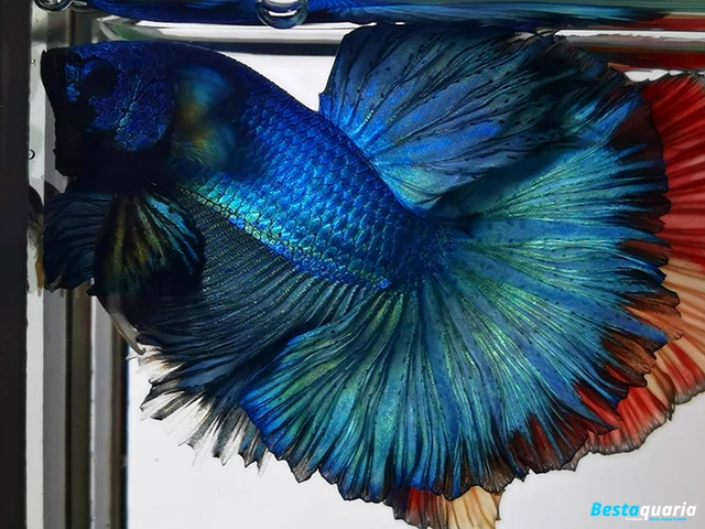 Premium Live Betta Fish l Male Halfmoon Teal Blue (PLEASE READ THE DESCRIPTION!)