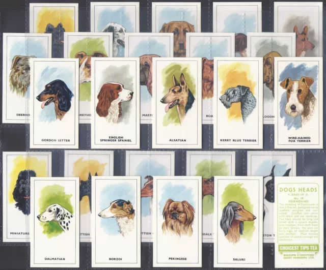 Bishops Stortford Dairy Farmers (Tea)-Full Set- Dogs Heads 1967 (25 Cards)