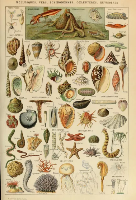 Adolphe Millot, Vintage Shellfish,  Marine Life Botanical Shells Print Poster