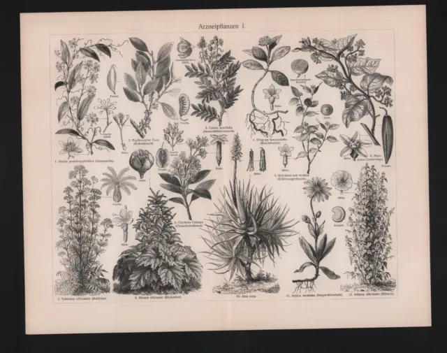 Lithografie 1908: Arzneipflanzen I/II. Monokotylen Kryptogamen