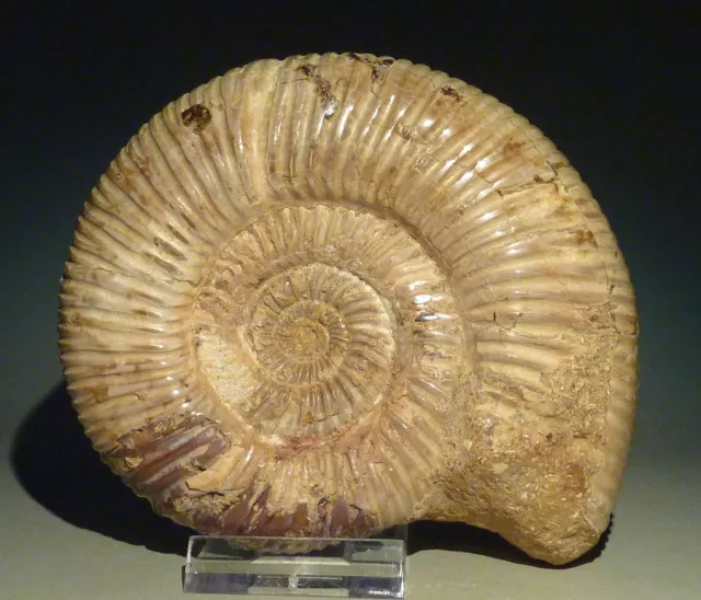 Ammonit  Madagaskar Perisphinctes 155 Millionen Jahre poliert  12,5 cm 514 g 2