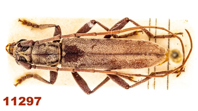 Cerambycidae sp.  A1, 14 mm, Mounted, 1 pc