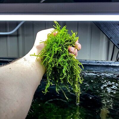 Java Moss (Taxiphyllum barbieri) Live Freshwater Plant / Aquarium Plant
