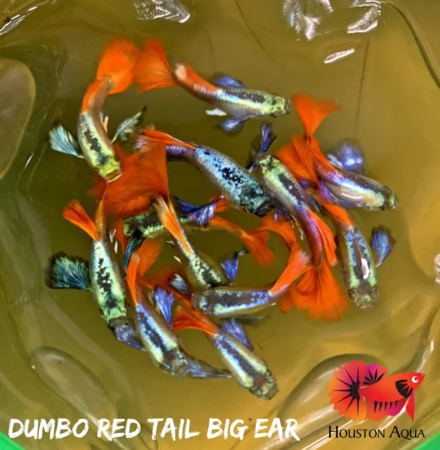 2 x MALE Dumbo Red Tail Big Ear Top Grade Live Aquarium Guppy Fish High Quality