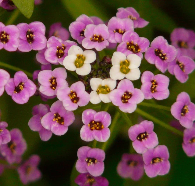 300 SAMEN ROSA KaukasusGänsekresse Arabis Steingarten Bodendecker