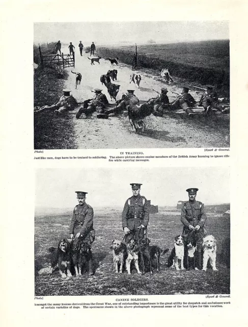 Bearded Collie Border Collie Original Vintage Dog Print Page 1934 War Dogs