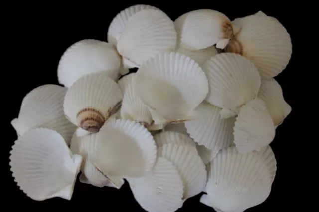 Large White Gulf Scallops Seashell Craft Supply Ships Free  SS-265