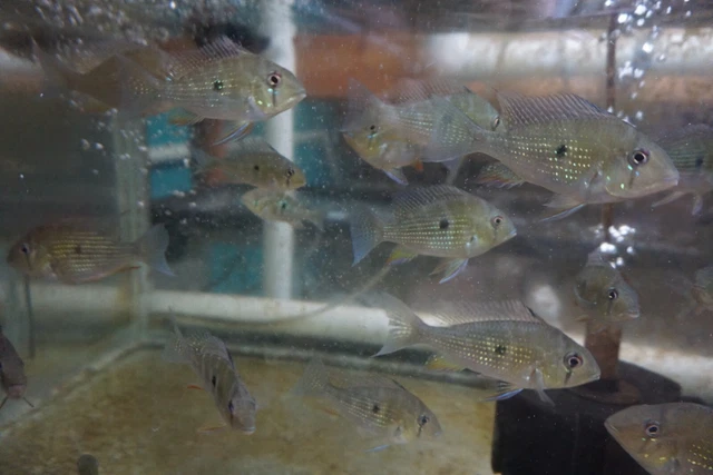 Threadfin Geophagus Cichlid