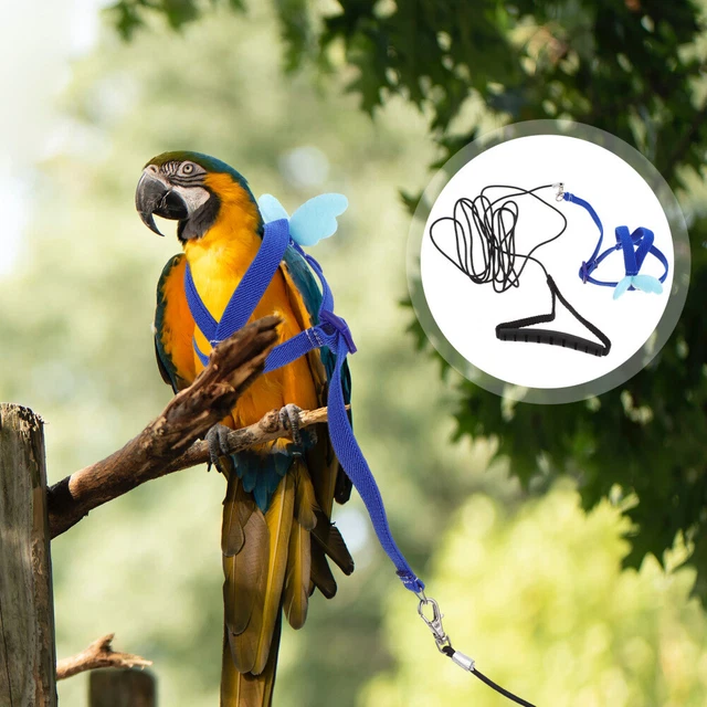 Harnais d'oiseau laisse les accessoires d'oiseaux de harnais de harnais d'oiseau
