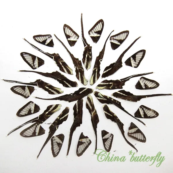 GIFT 32 pcs REAL BUTTERFLY wing material  DIY artwork jewelry  #31
