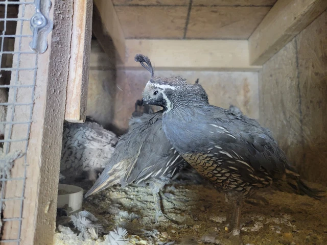 8 califonia valley  quail hatching eggs foam shipper
