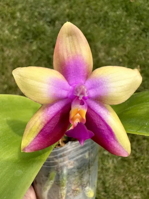 Orchid Phal Phalaenopsis Tabasco Tex. Fragrant. Blooming Size. LAST ONE.