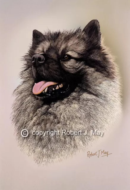 Keeshond Head Study Print by Robert J. May