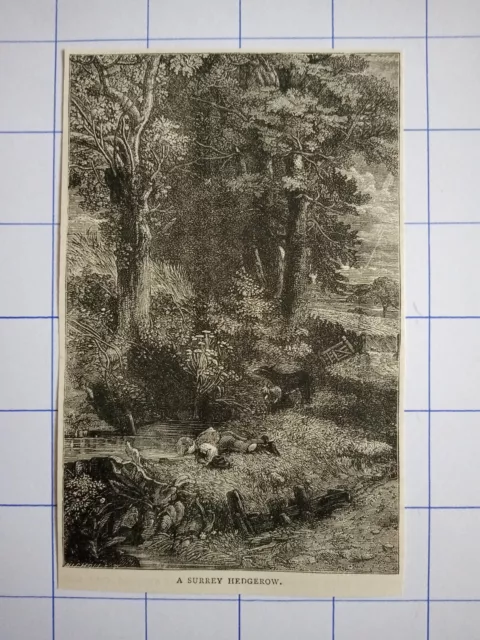 A Surrey hedgerow pond Man laying down illustration 1891
