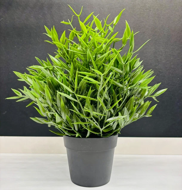kentia palme kaufen obi Kentia-Palme – Howea forsteriana - 200 cm