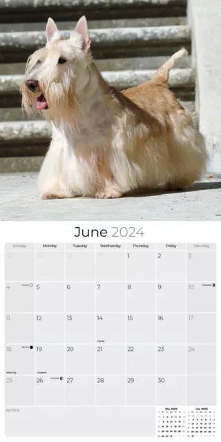 MegaCalendars - Scottish Terrier Calendar 2024 - Dog Breed Wall Calendar 3