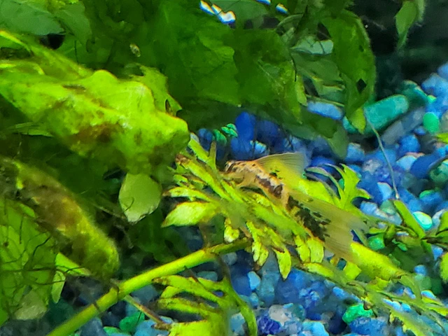 2 Super Red Calico Longfin Bristlenose Pleco (~2 - 3") Bushynose Ancistrus 8