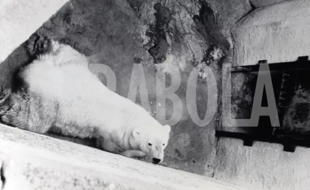 Foto vintage de archivio Animales Zoo Por Bristol Oso Polar De 1989 impresión