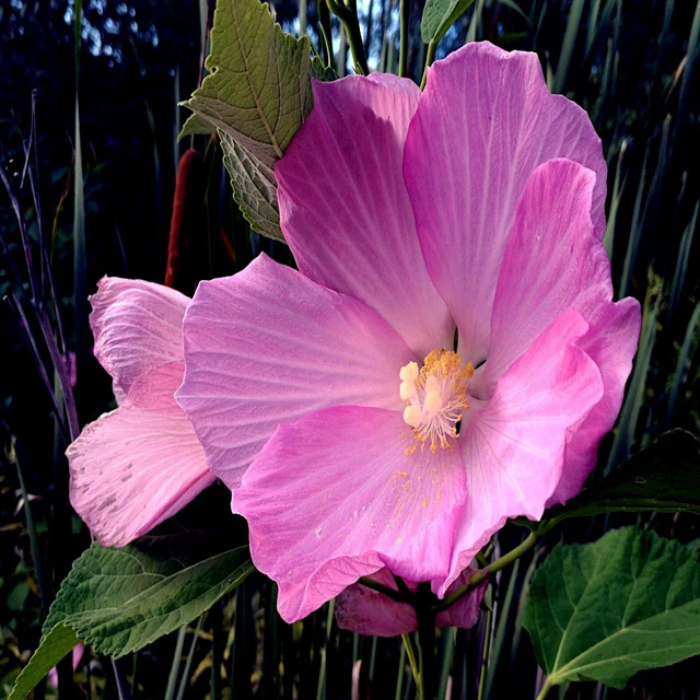 20 Pink Swamp Mallow Rose Seeds  "LARGE FLOWER" Hardy Hibiscus Fast Garden Plant