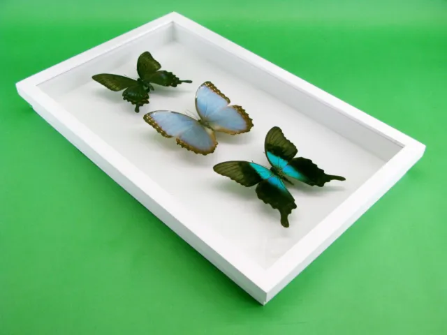 3 real beautiful and huge butterflies in the XXl showcase - single piece - 28 7