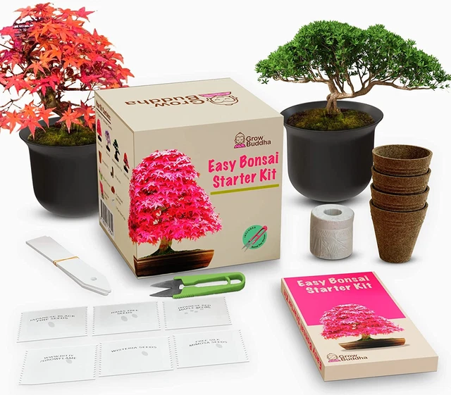 Grow Your Own Bonsai kit | Tree Plants & Seeds | Crafts Hobby Kits | Easily Grow