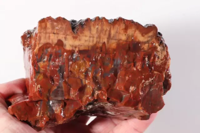 Arizona Rainbow Petrified Fossil Wood lapidary 1 lb 11 oz. rough