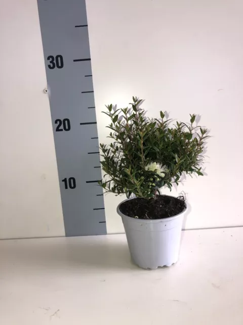 Set da 15pz Piante Bonsai Di Mirto CERTIFICATA Myrtus Microphylla vaso ø 10