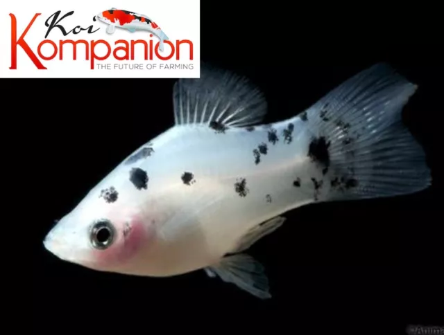 5/10/20X Salt and Pepper Platy Freshwater Fish Koi Kompanion Free Shipping