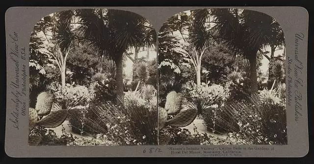 Nature's Infinite Variety, Cactus Beds in the Gardens of Hotel Mon- Old Photo