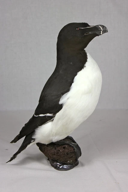 Razorbill. Stuffed bird, mounted bird. Taxidermy Bird.