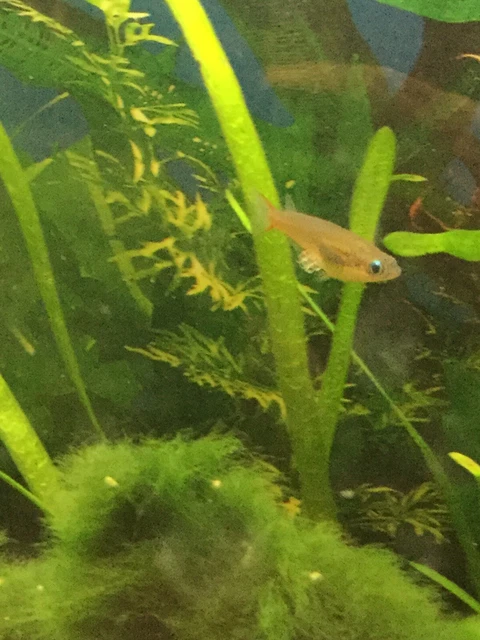 (6) Daisy’s Blue Medaka Rice Fish
