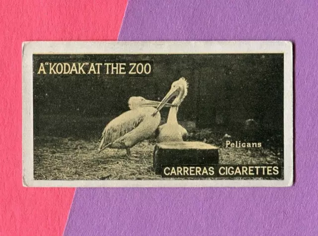 1924 Carreras Ltd. Cigarettes A "Kodak" At The Zoo Tobacco Card #48 Pelicans