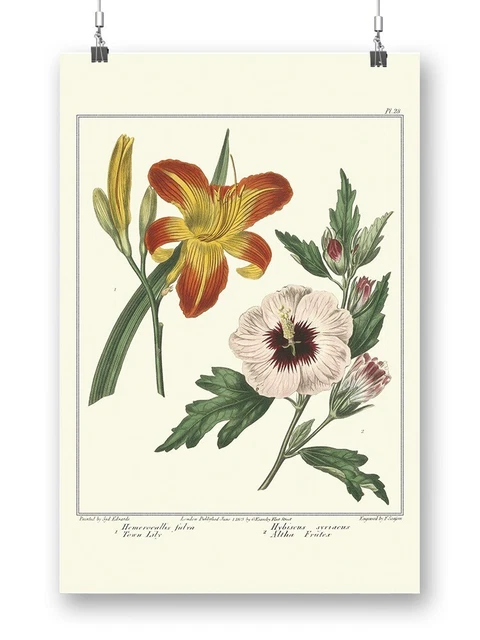 Garden Flowers Delight Wrapped Canvas -Sydenham Edwards Designs