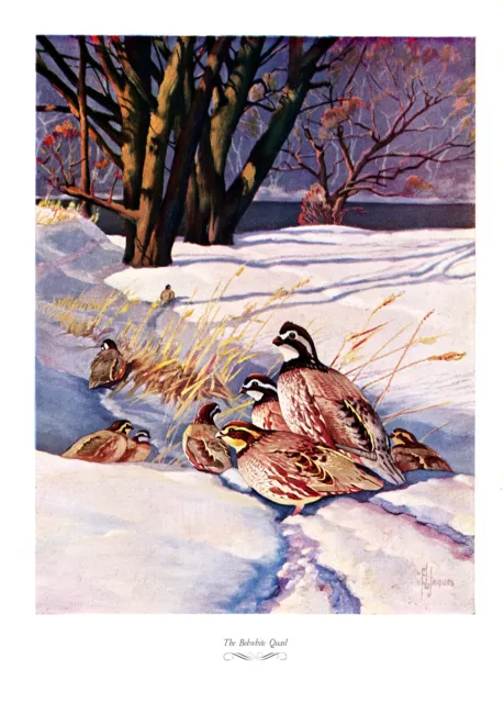 1957 Vintage Print Game Hunting Bobwhite Quail Bird Birds Sport Nature Snow