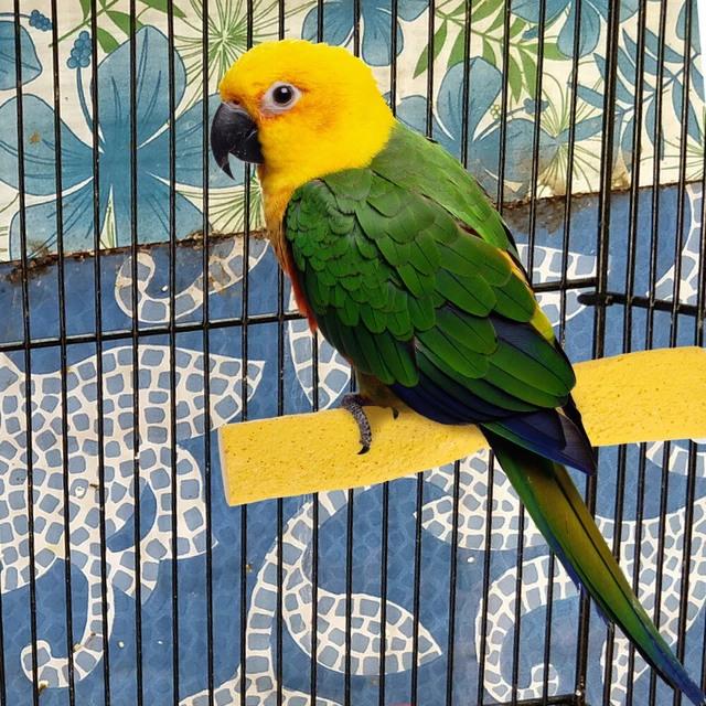 Haustiere Spielzeug Sittich Sitzstange Vogelspielzeug Papagei Sitzstangen