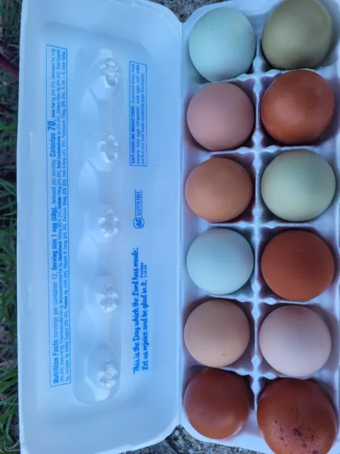 12 Olive Egger, Easter Egger, Ameraucana Mix Chicken Hatching Eggs