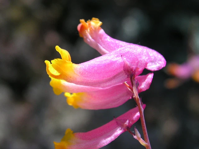 200 CORYDALIS SEMPERVIRENS Seeds (Rock Harlequin) | NON-GMO | Free shipping