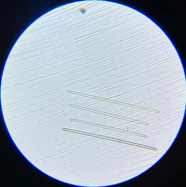 Antique A.C. Cole Microscope Slide Diatom Synedra Ulna Test Bahia Brazil