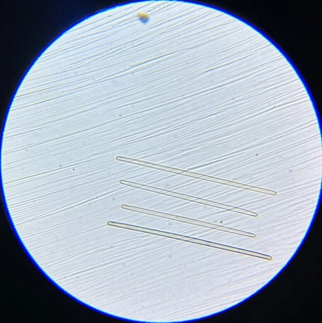 Antique A.C. Cole Microscope Slide Diatom Synedra Ulna Test Bahia Brazil
