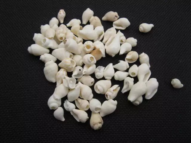 Muschel - Perlen 7g gebohrt ca. 8x5mm natur neu Beads 6454