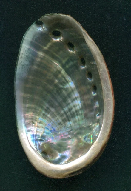 Collier Long Abalone (ormeau) Nacré Argent Fin - Pendentif Ovale 6 Cm, Neuf Avec étiquettes