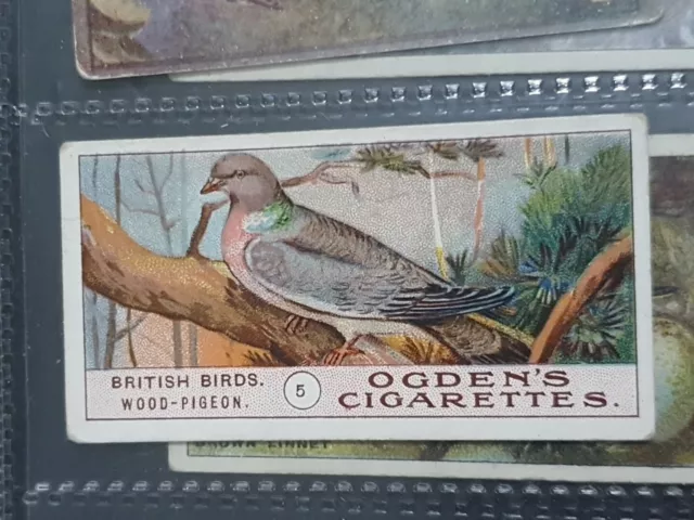 Ogdens Cigarette Card British Bitds #5 Wood-Pigeon (CIG5)